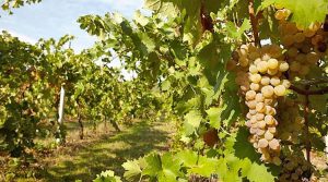 vermentino_sardegna