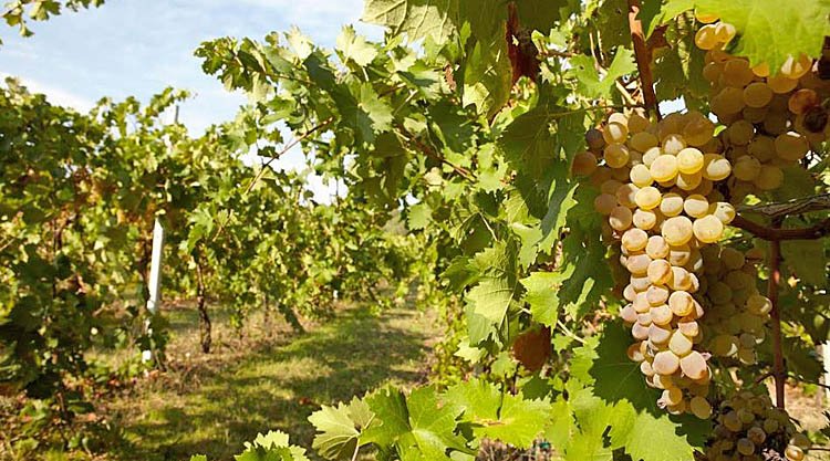 vermentino_sardegna