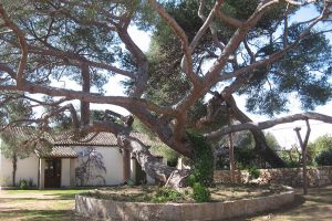albero_clelia_museo_garibaldino_caprera