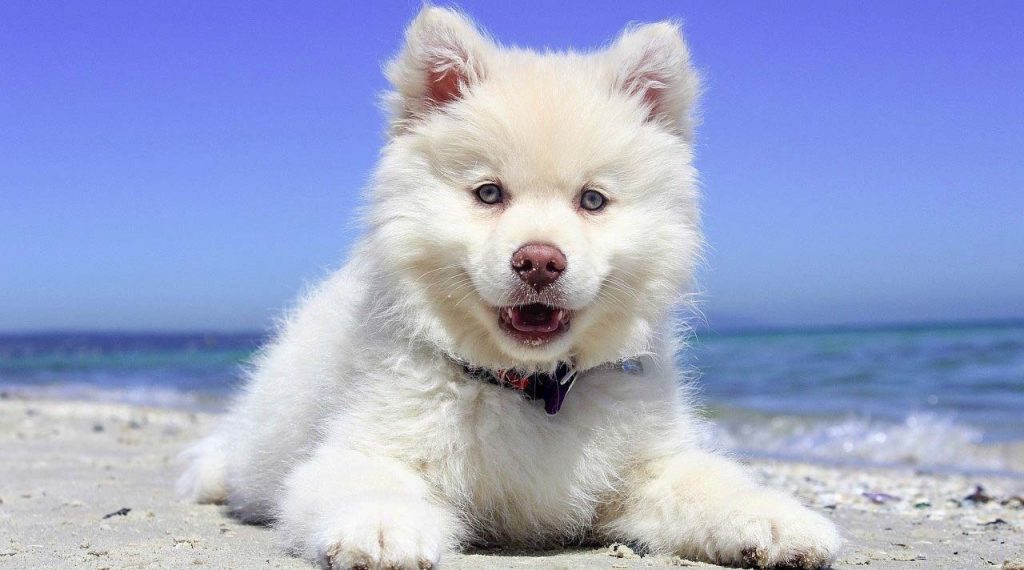 dog_beach