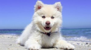 dog_beach