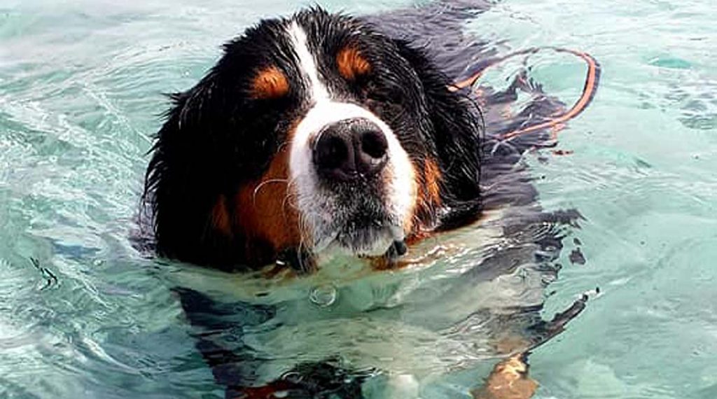 dog_beach_porto_pino