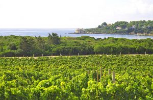 vigneti_cantina_santa_maria_la_palma_lazzaretto_alghero