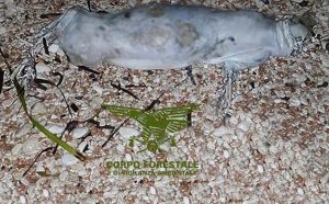 foca_monaca_cala_gonone
