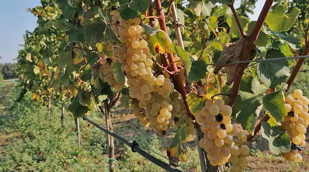 grappoli_vernaccia