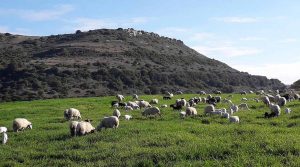Pecore al pascolo in Sardegna