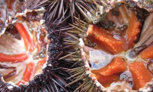 Ricci di mare pronti per il consumo