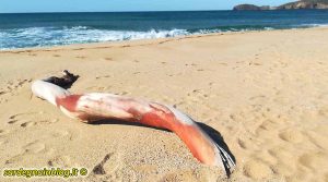 Tronco di albero sulla spiaggia di Pistis ad Arbus