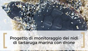 Droni per scoprire i nidi di tartarughe caretta caretta sulle spiagge della Sardegna