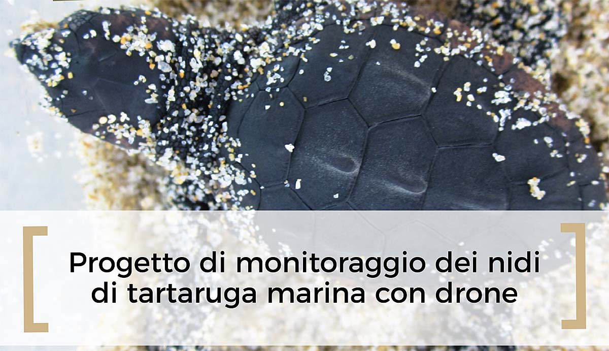 Droni per scoprire i nidi di tartarughe caretta caretta sulle spiagge della Sardegna
