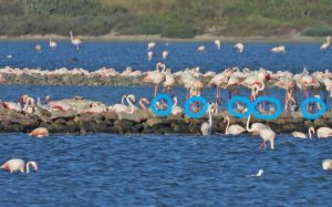 Fenicoteri rosa a Cagliari con i primi pulcini dell'anno!