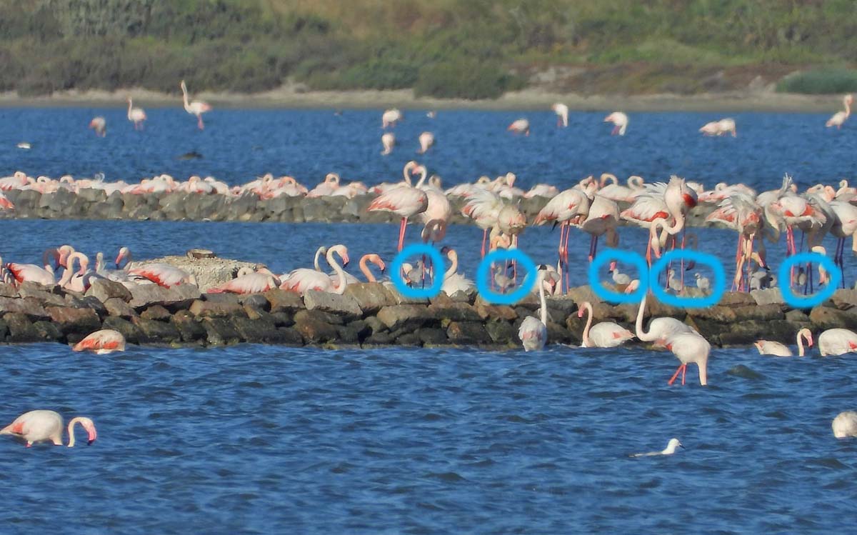 Fenicoteri rosa a Cagliari con i primi pulcini dell'anno!