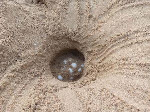 Nido di tartaruga Caretta caretta a Chia