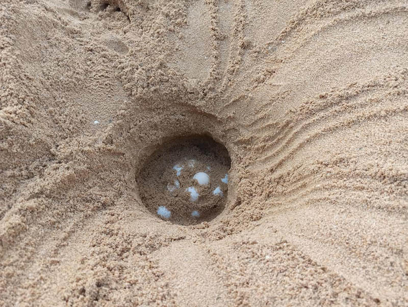 Nido di tartaruga Caretta caretta a Chia