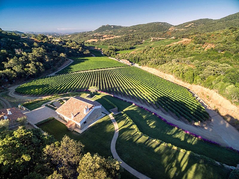 I vigneti della cantina Siddura, la migliore d'Italia nel 2021