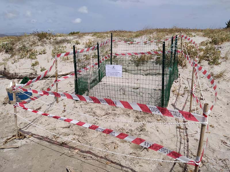 Nido Caretta Caretta sulla spiaggia di Punta e s'Aliga