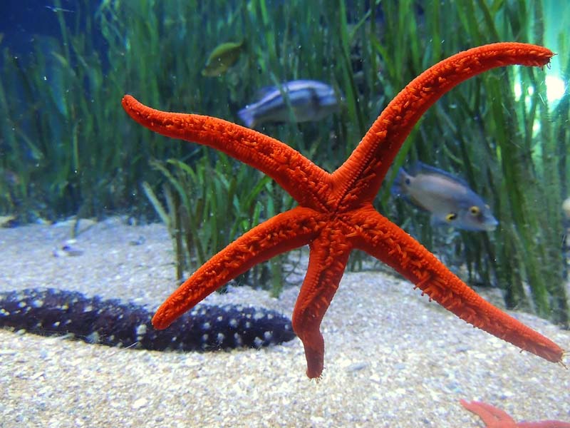 Stella marina