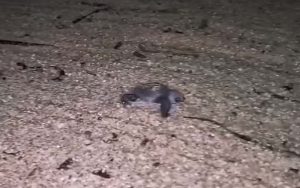 Tartarughina appena nata a Villasimius