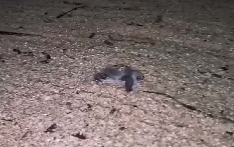 Tartarughina appena nata a Villasimius
