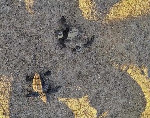 Piccoli tartaruga sulla spiaggia del Poetto di quartu!