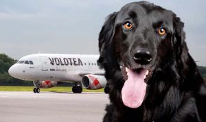 Cani in areo con Volotea da e per la Sardegna