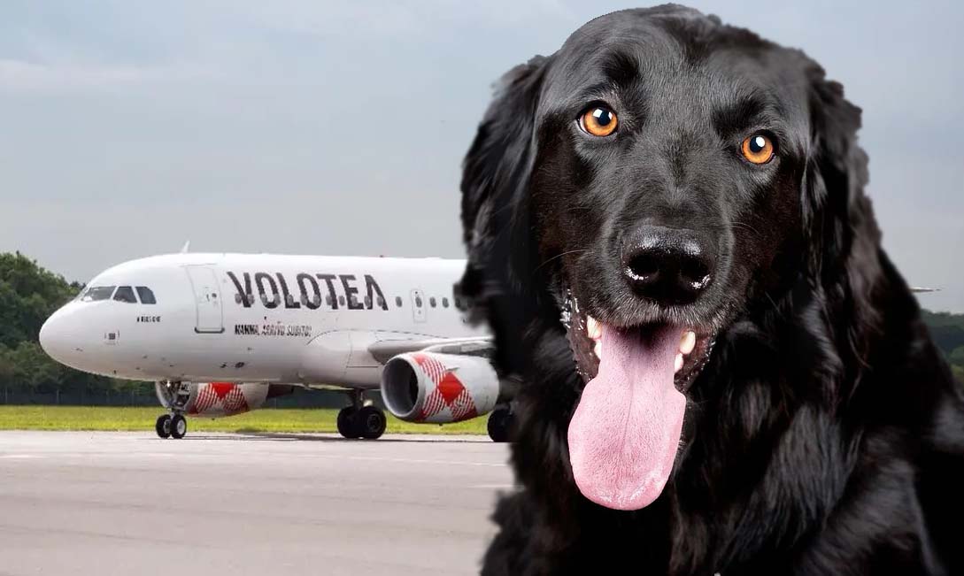 Cani in areo con Volotea da e per la Sardegna