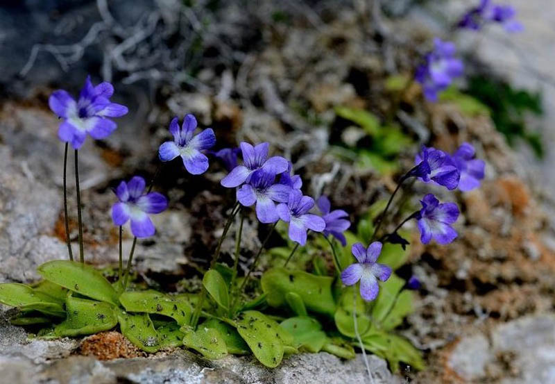 Piante carnivore in Sardegna, sono due: “Pinguicula Sehuensis” e “Utricularia vulgaris”