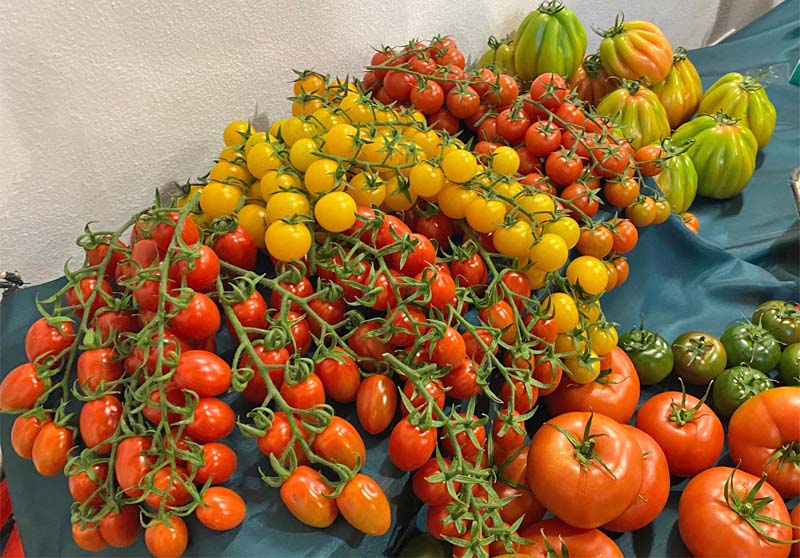 Pomodoro di Pula