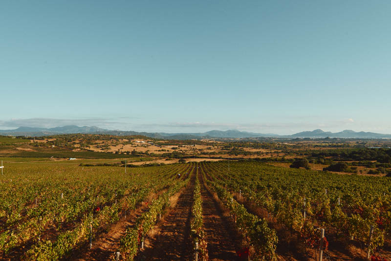 Vigna in Gallura, La Contralta