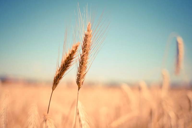 Campo di grano in Sardegna