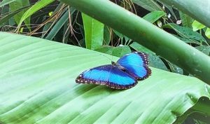 Farfalla alla butterfly house di Olmedo