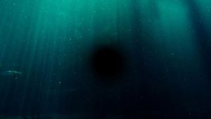 Mostro marino - Pexels - sardegnainblog.it