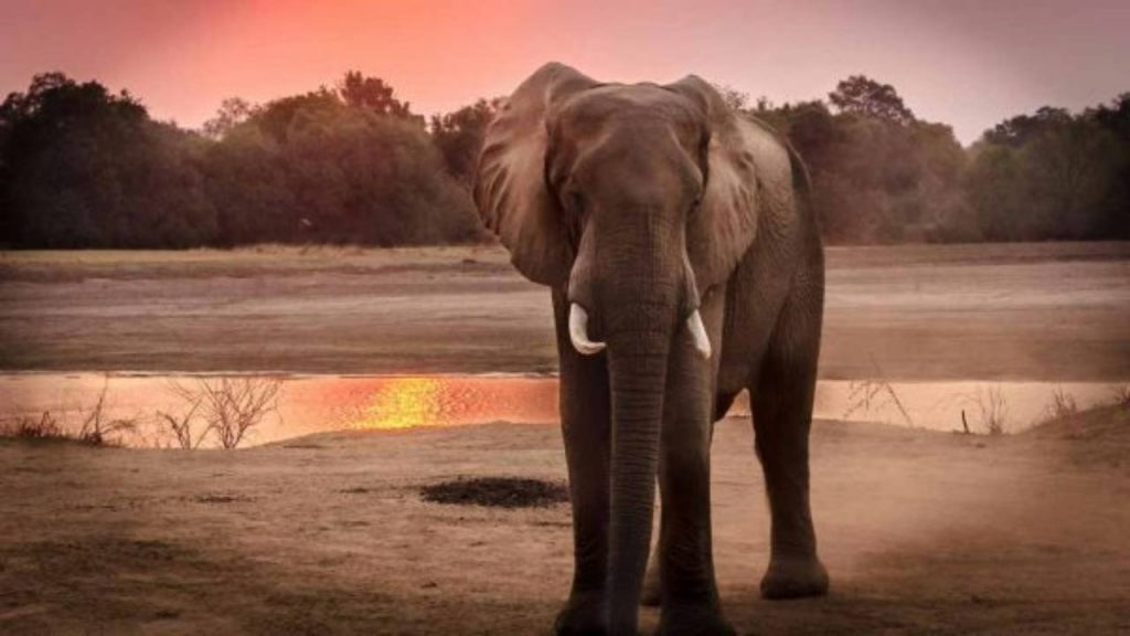 Qual è l'elefante più grande del mondo - Foto Pexels - sardegnainblog.it
