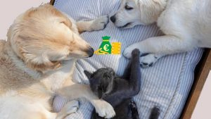 Animali domestici