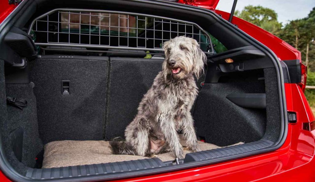 Un cane trasportato in automobile