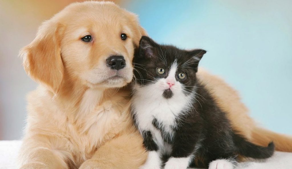 Arriva la nuova legge su cani e gatti