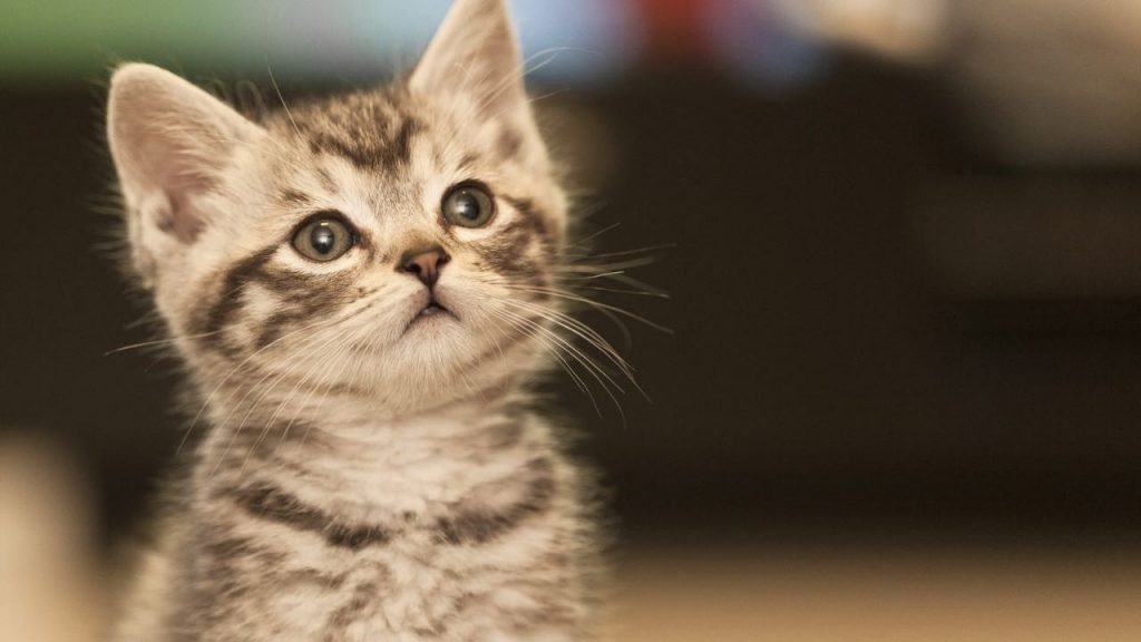 Un piccolo gatto