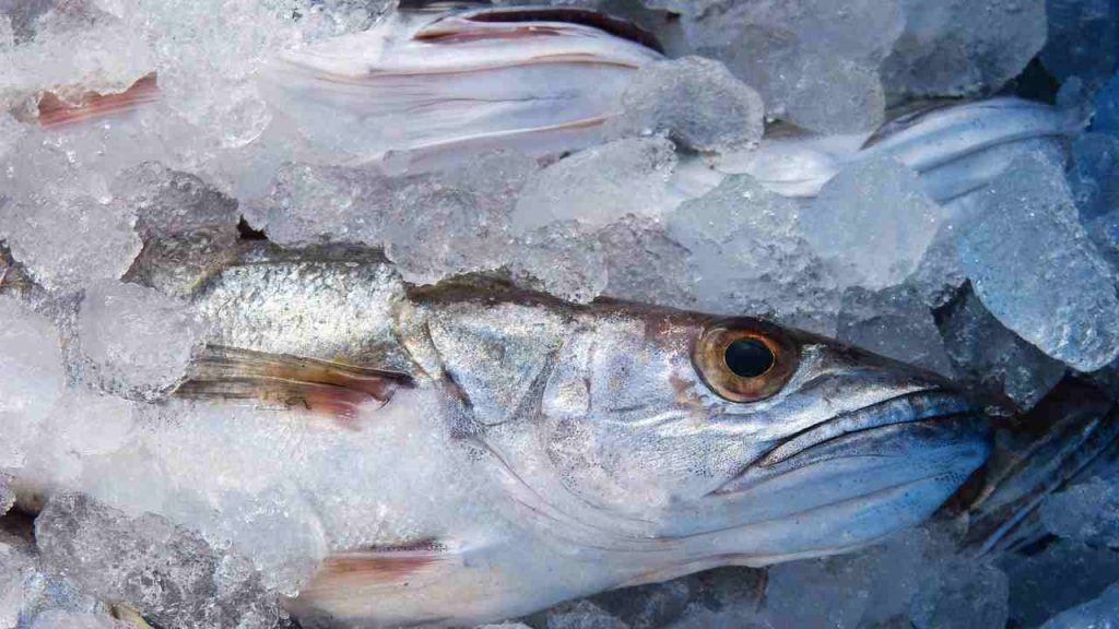 Oristano, veterinari Asl sequestrano 100 chili di alimenti | Pesce in beneficenza: era destinato al mercato cagliaritano