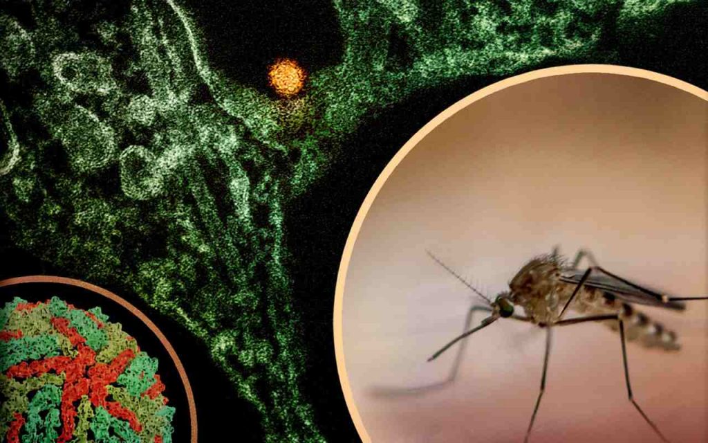 Quinto caso di West Nile in Sardegna