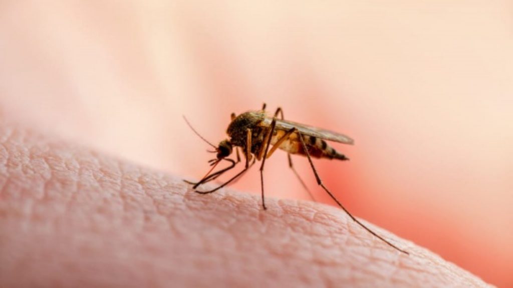 West Nile, torna l’allarme in Sardegna | Terzo caso confermato: anziano grave ricoverato a Cagliari