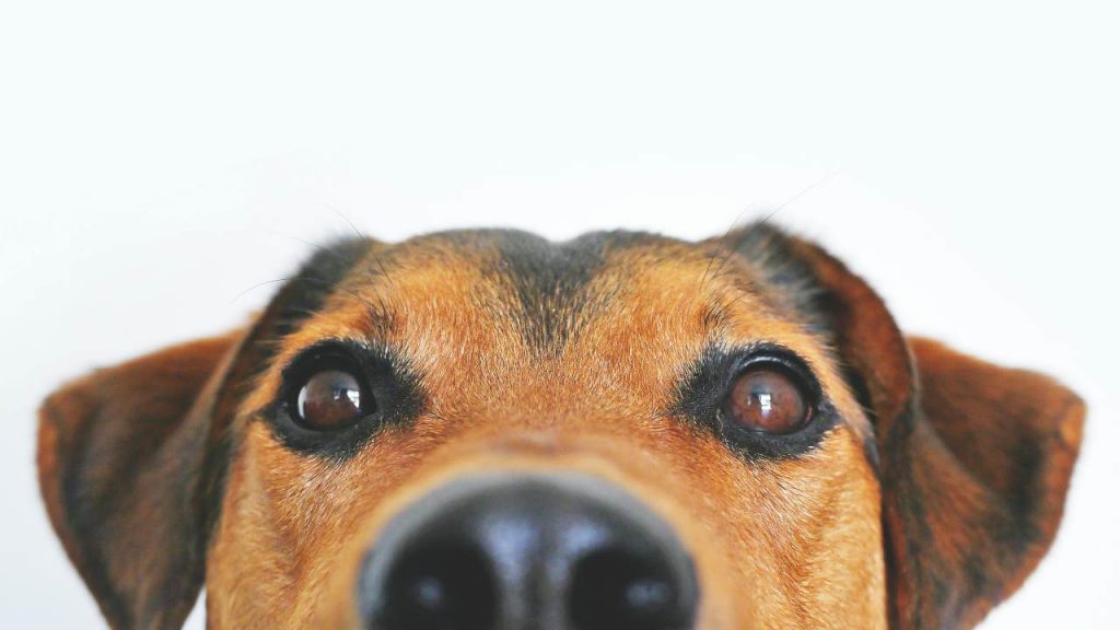 Arriva la tassa sui cani - sardegnainblog.it - 20250918