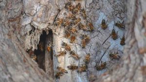 Arrivano i vigili del fuoco