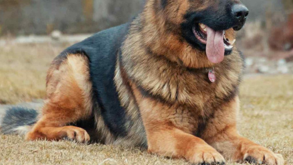 Oristano, cani vagano sulla SP1 | Scappano dopo un incendio: salvati dai carabinieri e restituiti al padrone