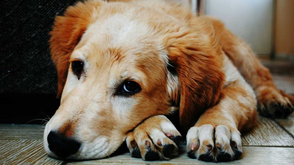 Cani, cosa fare per farli stare bene - sardegnainblog.it - 20251016