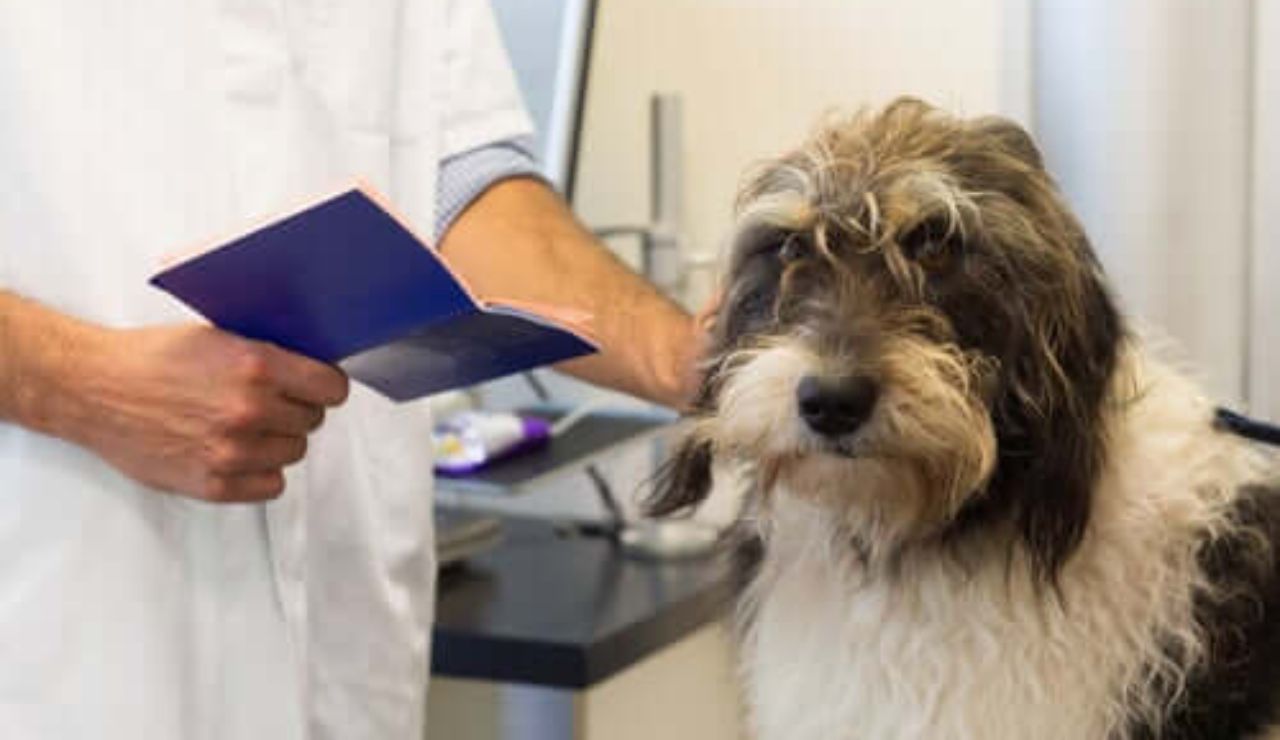 Arriva la carta d'identità per animali