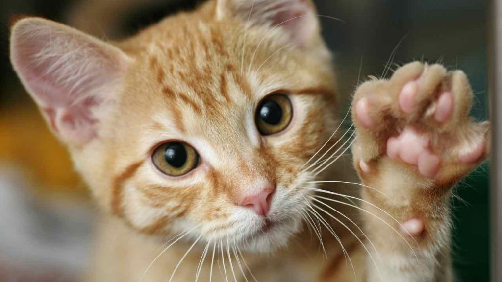 Gatto