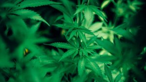 Gli indagati finiscono in carcere