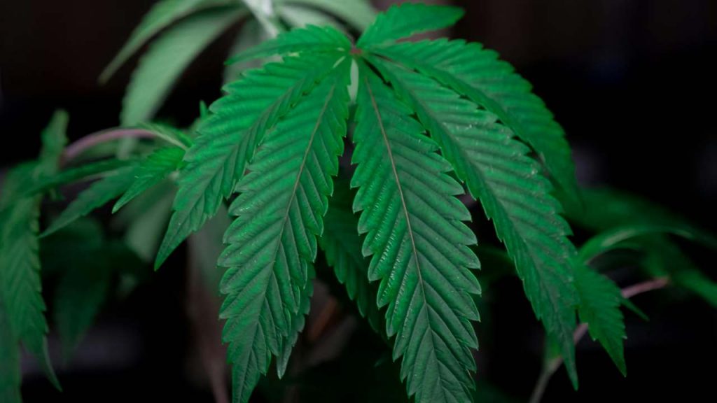 Sindia, piantagioni scoperte tra le colline di Desulo | Sequestrate 2 tonnellate di marijuana: arrestati in tre