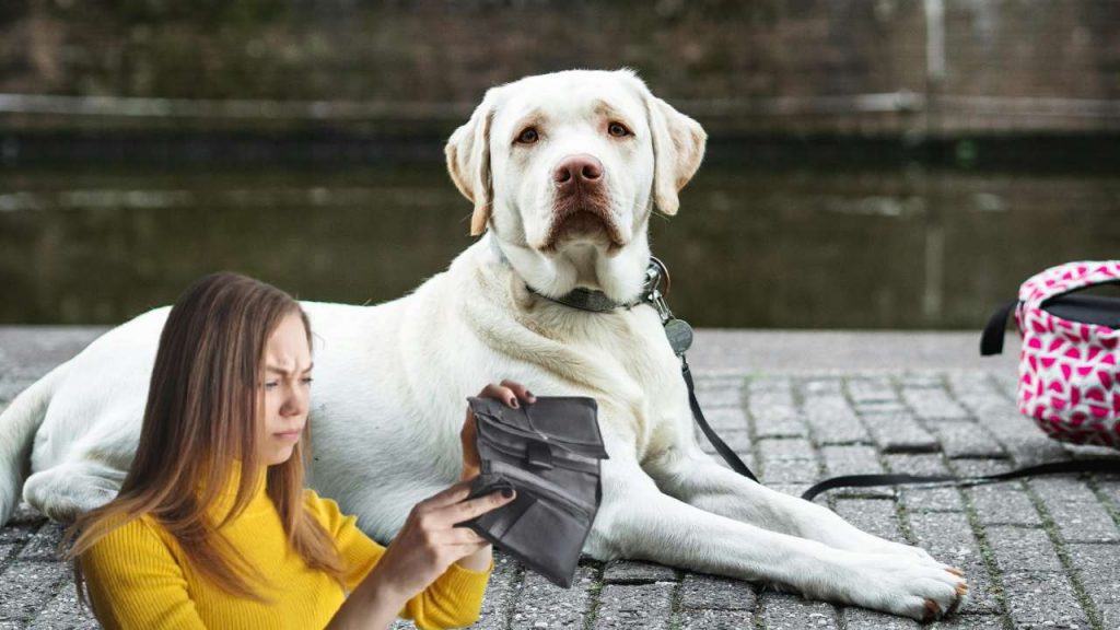 Cane in primo piano seduto a terra