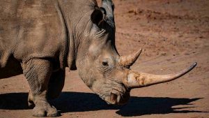 Ha le sembianze di un elefante